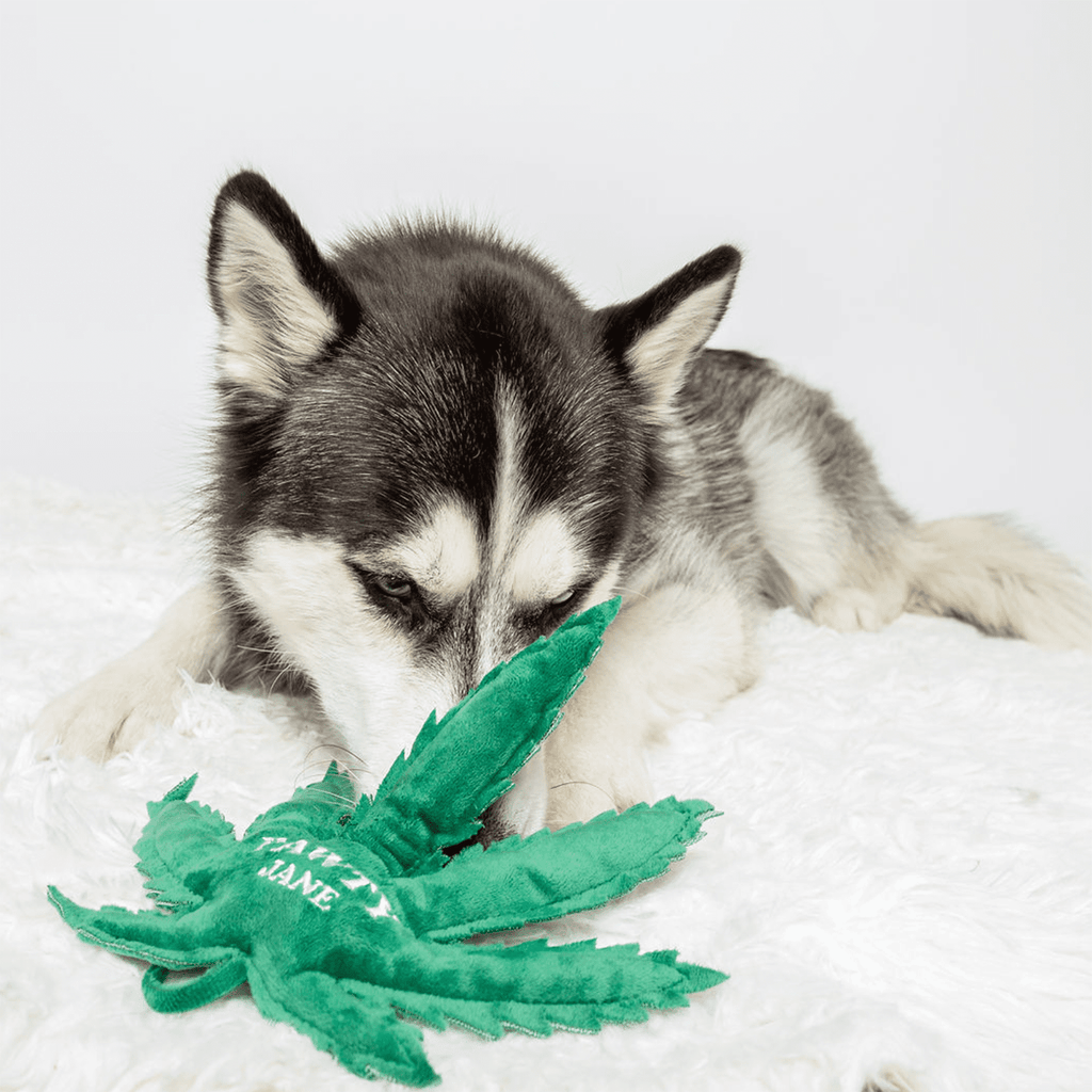 Pawty Jane Dog Toy