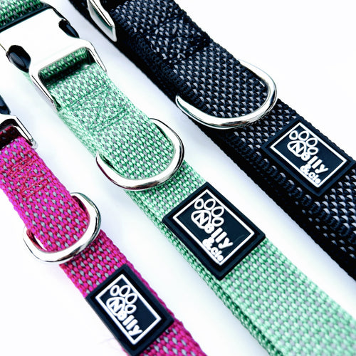Collier chien réfléchissant turquoise